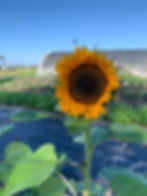 Sun Flowers