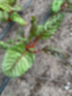 Swiss Chard (Coming Soon)