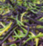 Purple Bush Bean 