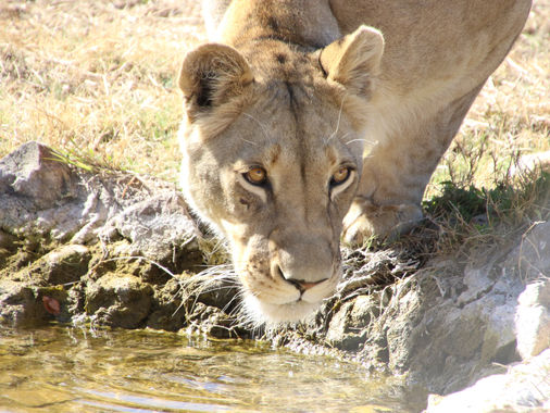 Water from Air for Wildlife