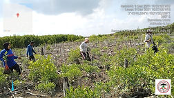 mangrove.jpg