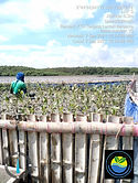 mangrove.jpg
