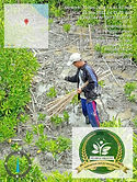 mangrove.jpg