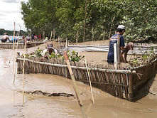 mangrove.jpg