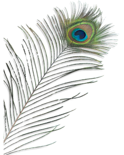 Peacock Feather