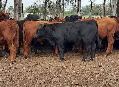 Aberdeen Angus e Red Angus 3.jpeg