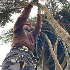 Climbing arborist in a tree canopy, wrapping a branch on the 2023 Tree for Boston to prepare it for transport.
