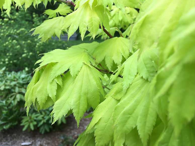 Closeup of green leaves attached to a tree branch.