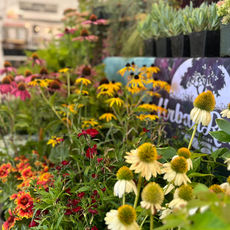 A closeup photo of the Urban Roots logo, draped over a market table with live potted flowers in front.