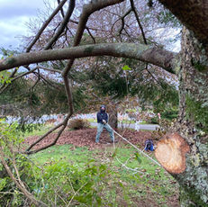 Worker in background holding rope for the arborist working in the tree.