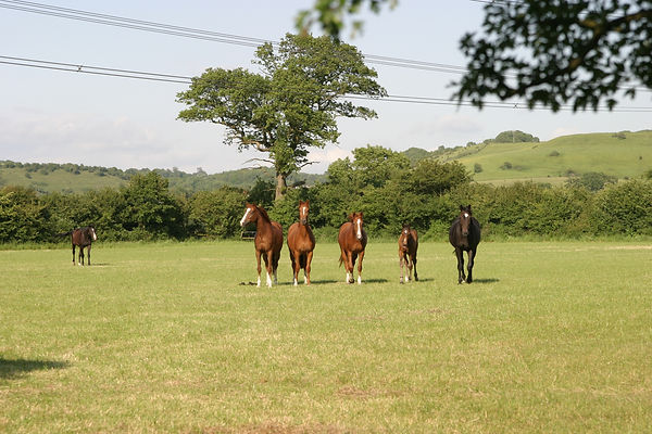 Mares and Foals at AP Equestrian
