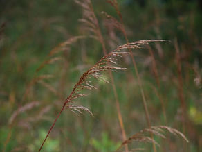 Native Plant of the Month - Indian Grass, Sorghastrum nutans