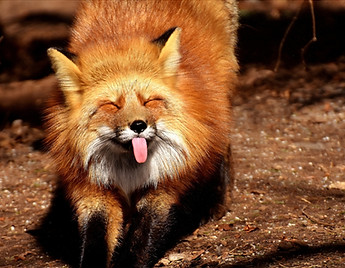 fox with its tongue out