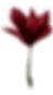 Noviembre 26 (16).png