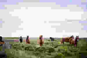 Herd of wild horses