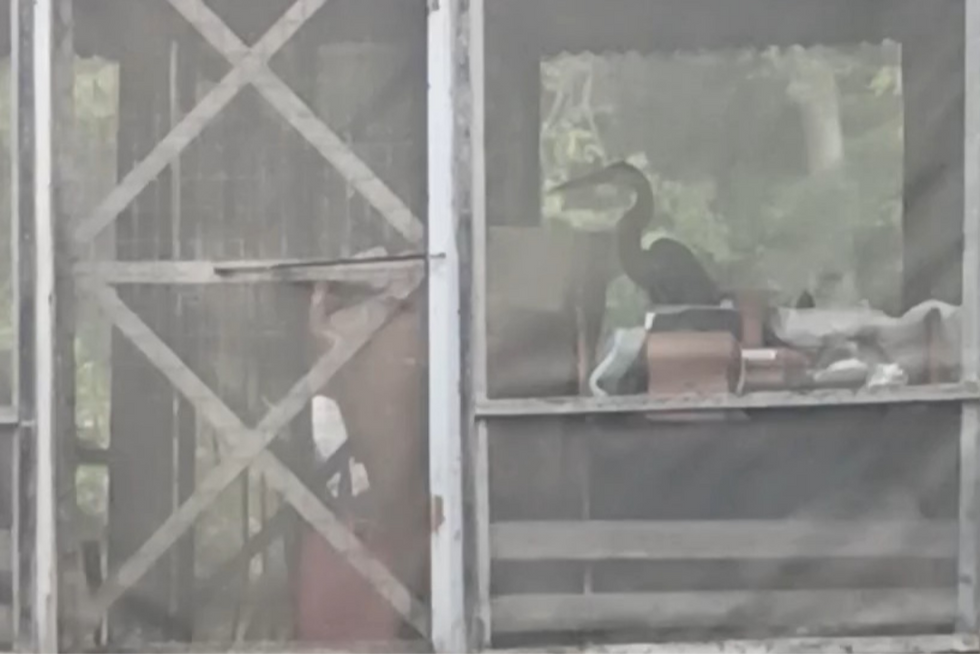 The silhouette of a Great Blue Heron seen through the screen of the porch