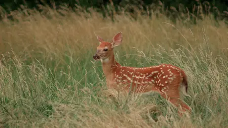 A fawn standing in the tall grasses of The Meadow