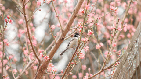 Bird perched on a branch surrounded by pink blossoms. Soft focus background creates a serene, spring atmosphere.