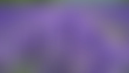 A field of purple lavender flowers