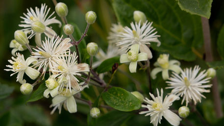 Clematis flower used to make the Bach flower essence