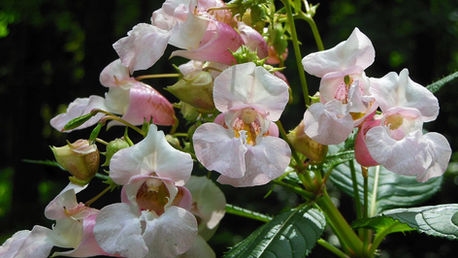 The Impatiens flower used for making the Bach flower essences