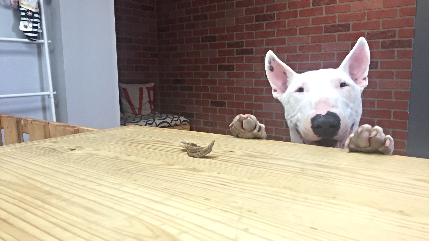 La Vie Pet Salon & Daycare