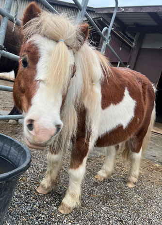 M4D Behandlung für Tiere Ursula Paula Ribak