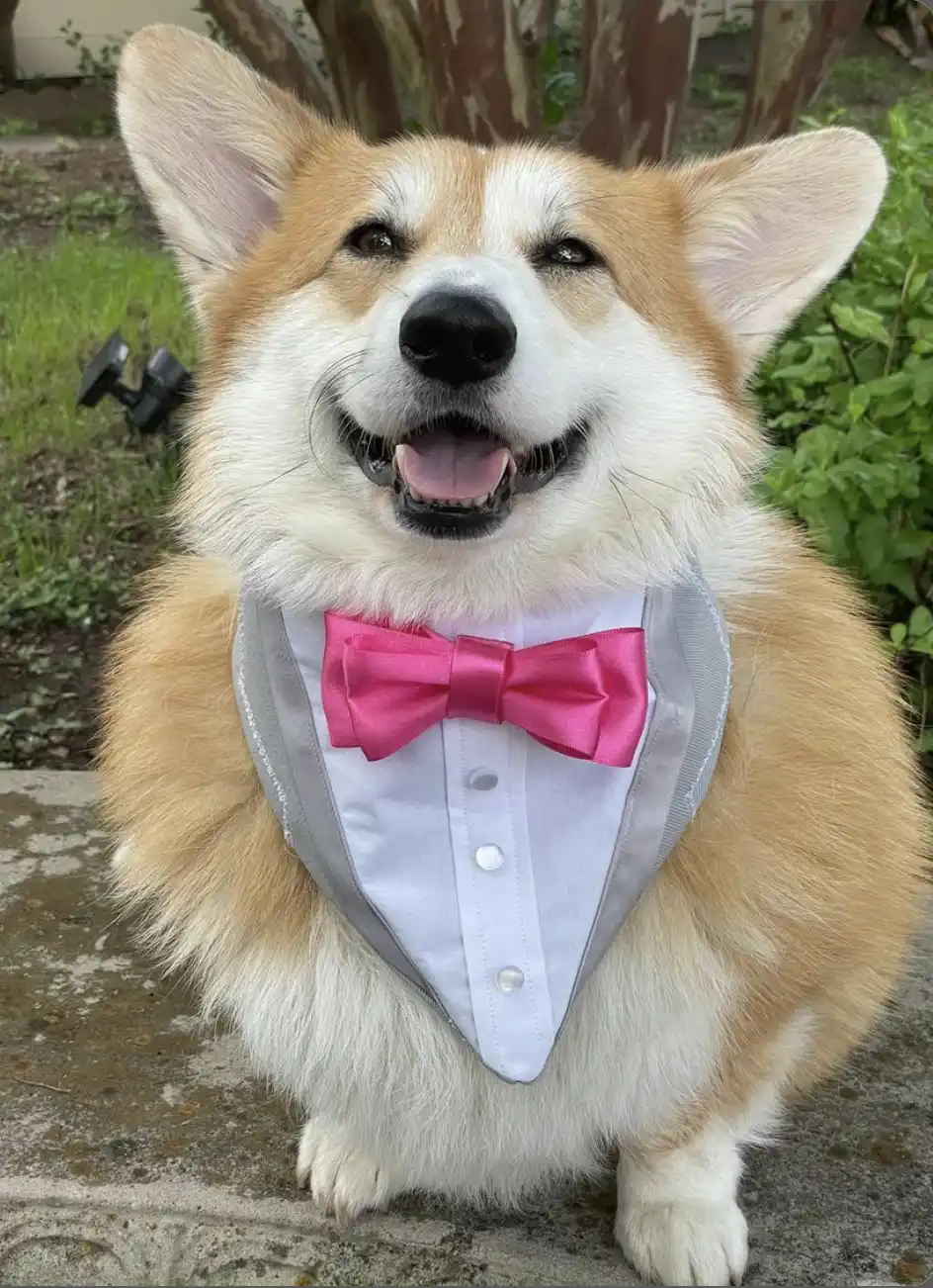 Corgi wearing bowtie 