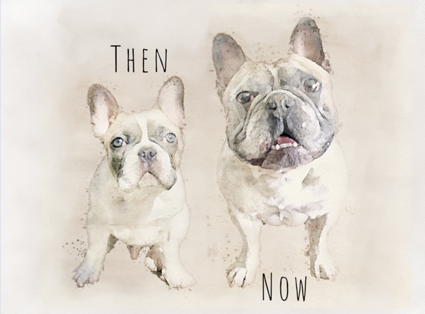 Then and Now, two French Bulldogs. Text: THEN and NOW. Watercolor pet portrait.