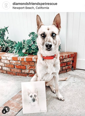 Rescue dog with artwork 