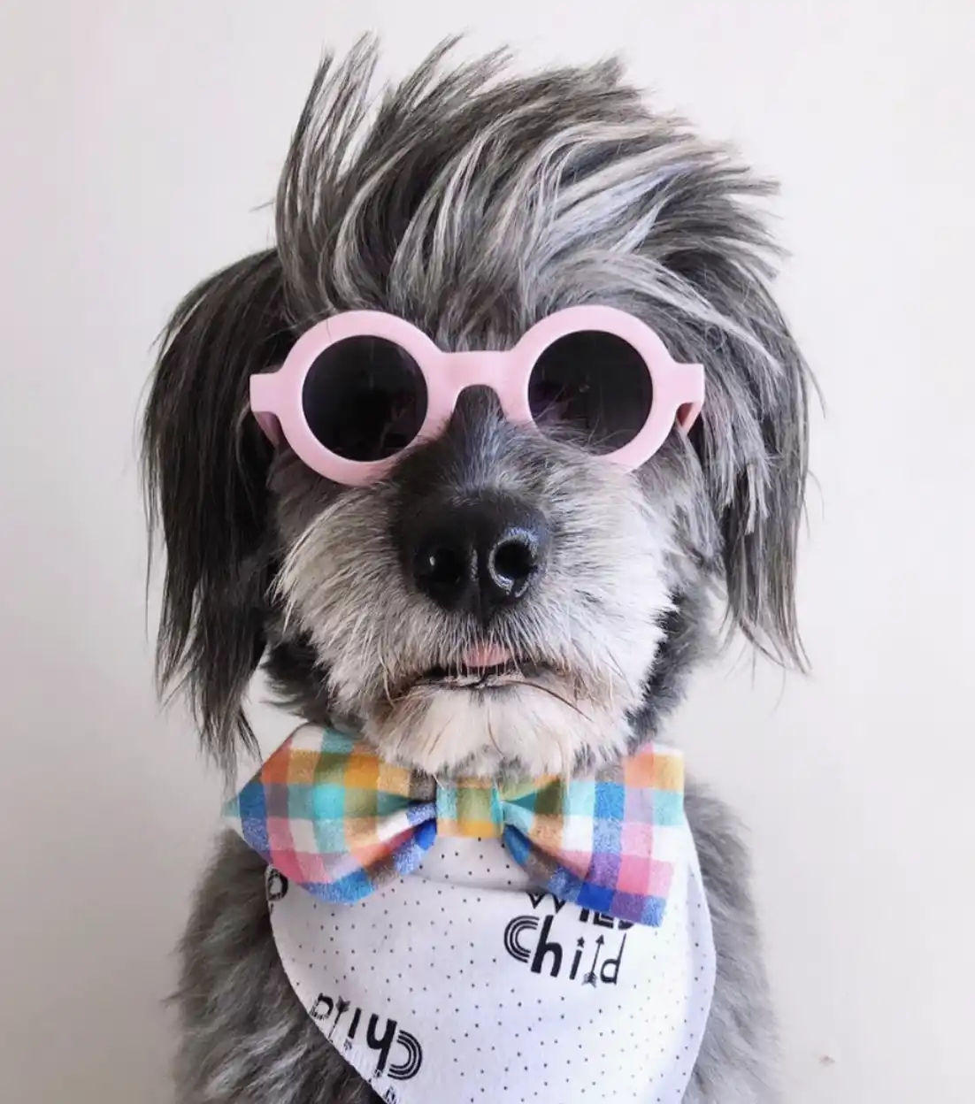 Dog wearing sunglasses 