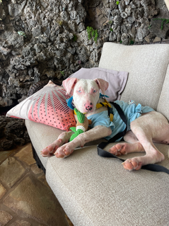 mix white dog laying on couch