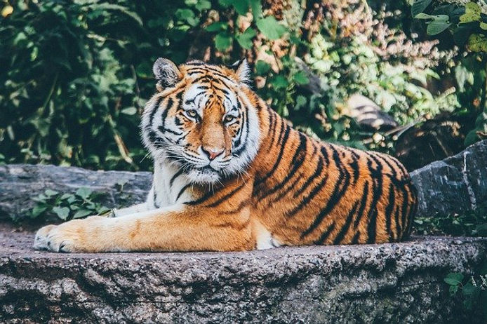 signification-reve-de-zoo