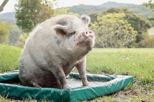 Where Pigs Fly Sanctuary 03112023_photo by Chris Gleisner282a.jpeg