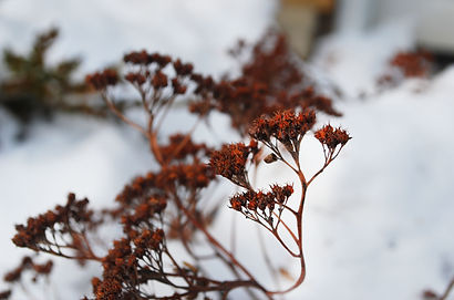 Leaf DOF 2.jpg