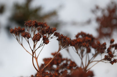 Flower DOF 2.jpg
