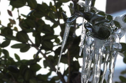Leaf DOF 3.jpg