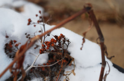 Flower DOF 1.jpg