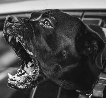 chien agressif.jpg