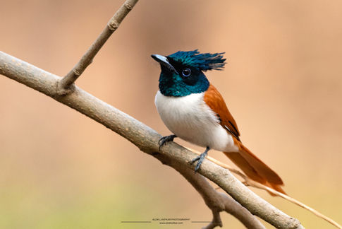 Indian paradise flycatcher