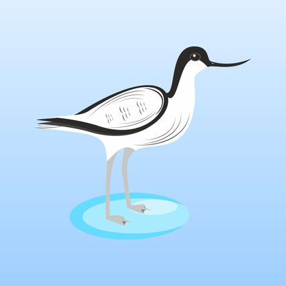 Pied avocet