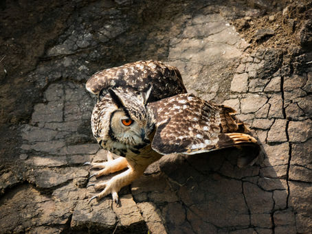 Indian eagle-owl in Pune, India
