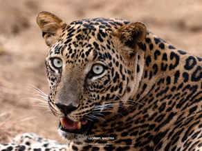 CHRONICLES OF NAGZIRA