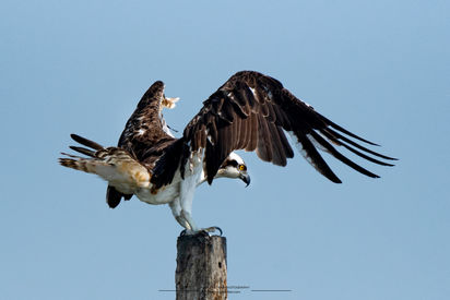 Osprey