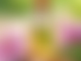 Aromaterapeutická masáž: Síla esenciálních olejů pro vaše tělo i mysl