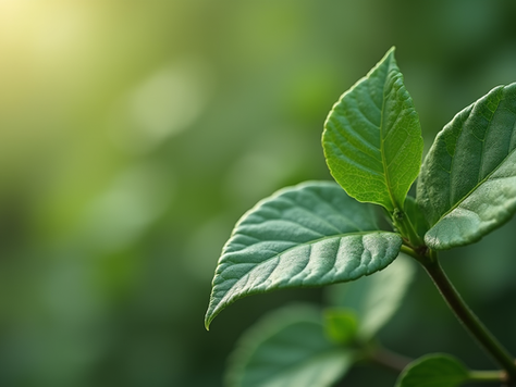 Proč si v lázních vybrat rostlinnou péči o pleť: Objevte výhody rostlinné péče o pleť