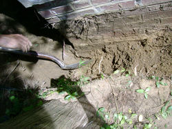 Root Invasion