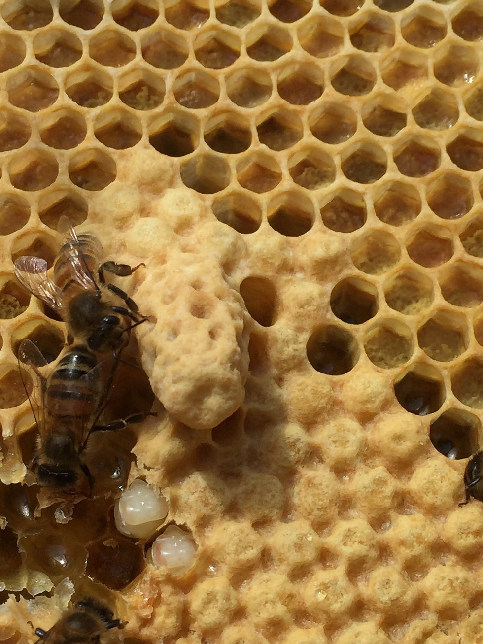 Thumbnail: “Meet the Bees” Sessions 2026