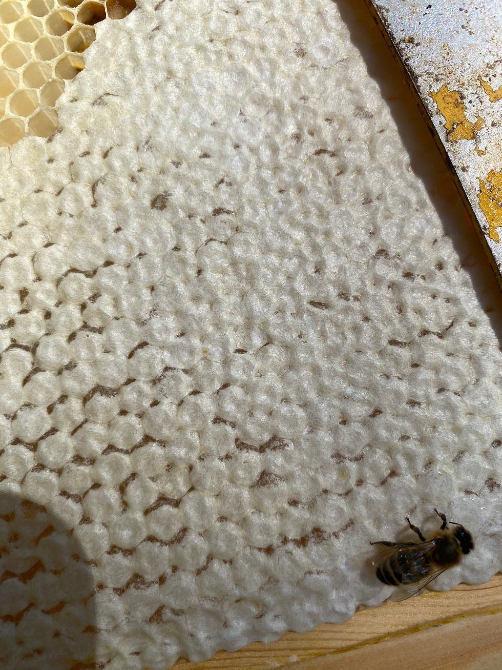 Thumbnail: The Art of Beeswax Candle Making - Workshop 