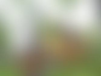 Why Build a Custom Home in Maine? A Guide to Lifestyle and Legacy